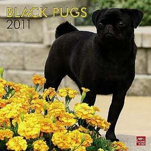 Kalender 2011 Pug Black   Mops schwarz   Browntrout  