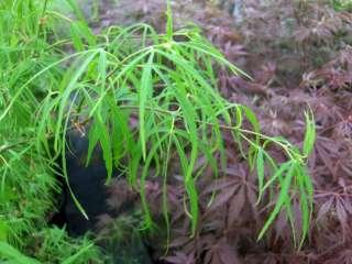 Acer palmatum Koto no ito Harfenseitenahorn 60/80cm  