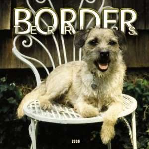 Unstripped Border Terrier