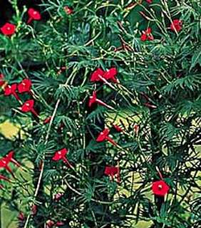 Cardinal Climber 25 Seeds   Cypress Vine  