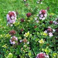 Mosquito Repelling Creeping Thyme Plant   FANTASTIC   3 Pot