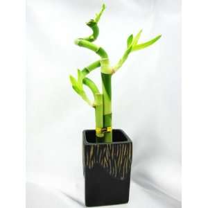   Live Spiral 3 Style Lucky Bamboo Plant Arrangement with Ceramic Vase