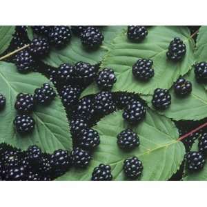 Blackberry Fruits and Leaves (Rubus), North America Photographic 