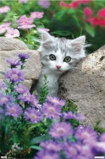 ANIMAL POSTER ~ CATS FLOWERS KITTEN Cat Keith Kimberlin  