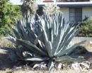 Agave americana AMERICAN CENTURY PLANT Exotic SEEDS  