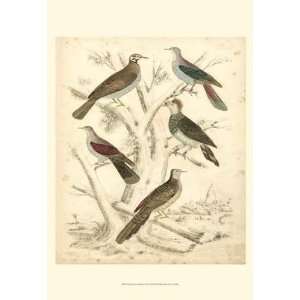   Avian Habitat I (P)   Poster by Malcolm Milne (13x19): Home & Kitchen