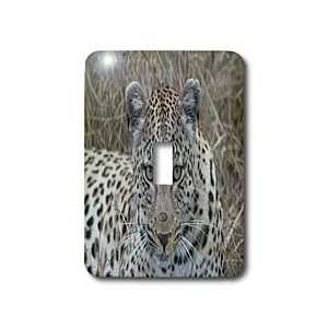 Angelique Cajam Big Cat Safari   South African Female Leopard Face 