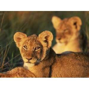 Lion Cubs Approximately 2 3 Months Old, Kruger National Park, South 