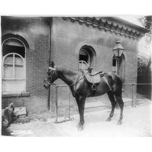  White House stables,Edith Kermit Carow Roosevelts mare 