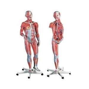  3/4 Life Size Female Muscle Figure 23 Part: Health 