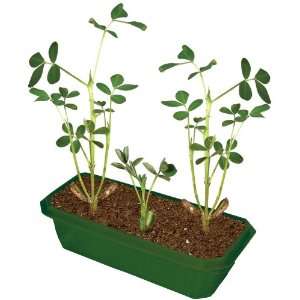  DuneCraft Sprout n Grow Greenhouses Peanuts Toys & Games