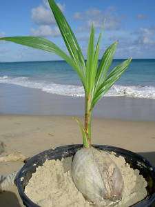 Live Caribbean COCONUT Palmtree in/outdoor tropic plant  