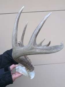   Whitetail deer Antlers Taxidermy Horns Lamp Antler not sheds  