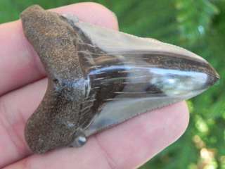 2b Megalodon fossil shark tooth teeth 100 % REAL FOSSIL MEGALODON 