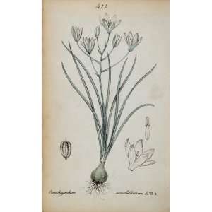  1826 Print Ornithogalum Star of Bethlehem Flower Johann 